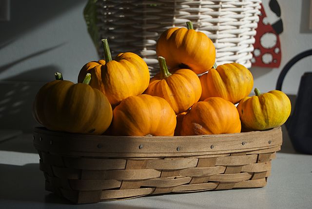 640px-cucurbita_pepo_small_edible_orange_mini_pumpkin_-_a_basket_of_pumpkins