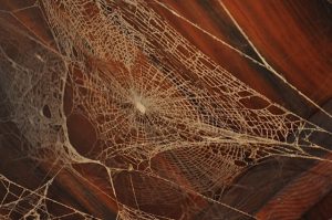 cobwebs